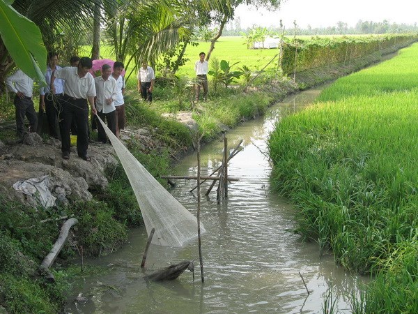 cá đồng
