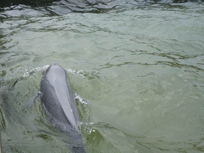 Thả cá heo về biển. Ảnh: Hoàng Lam