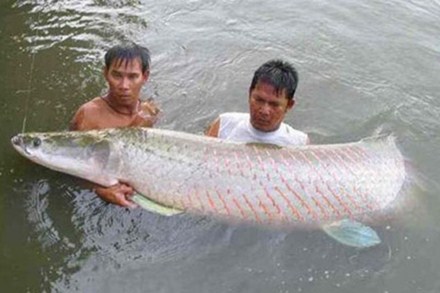 ca hải tượng to