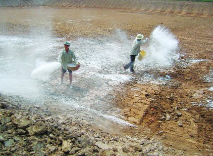 Vài điều lưu ý khi chuẩn bị ao và thả giống tôm chân trắng nuôi bán thâm canh