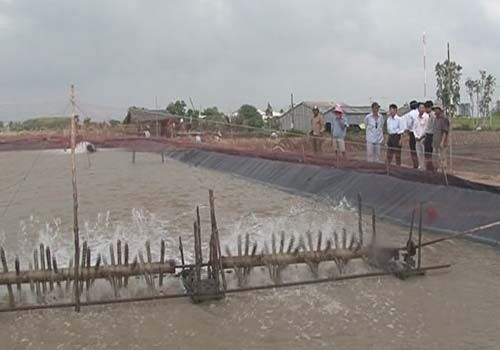 cải tạo ao