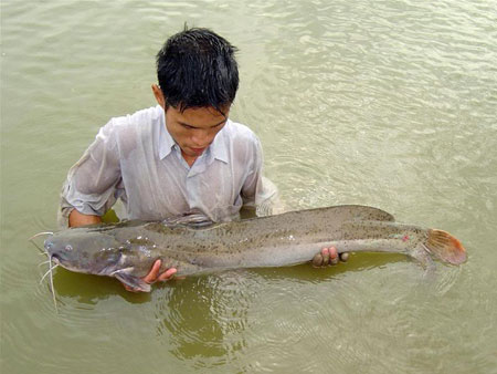 Những con cá lăng quý như thế này đang bị các tay chài lưới săn lùng ráo riết. Ảnh: Đức Kế