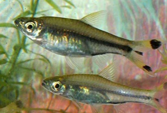 Cá Lòng tong sọc cái (trên) và đực (dưới).