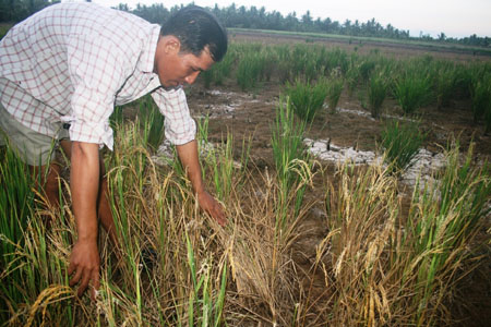 Ruộng lúa của gia đình ông Trần Văn Quy (ấp Bình Phú, xã Thạnh Trị, huyện Bình Đại, tỉnh Bến Tre) bị chết khô.