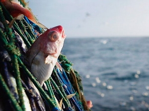 cấm vứt cá xuống biển