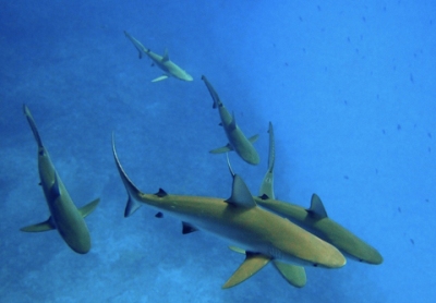 Cá mập Carcharhinus amblyrhynchos. Ảnh: P. Ayotte.