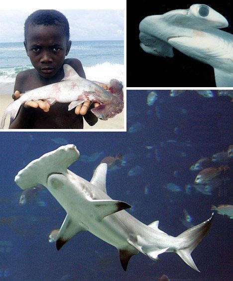 6 loài cá mập "kỳ dị" nhất đại dương