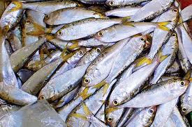 Bình Thuận: Đánh bắt cá mòi được mùa