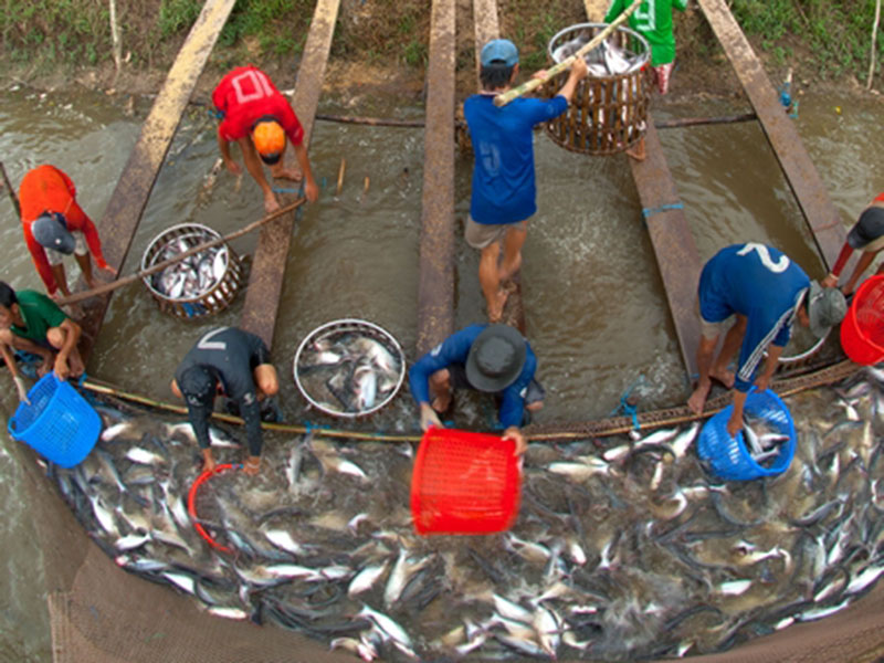 Cần công nghệ mới cho con cá tra