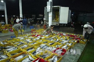 cảng cá Bình Đại