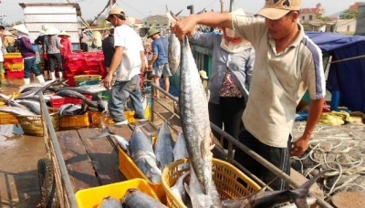 Cá về cảng Nhật Lệ, TP Đồng Hới