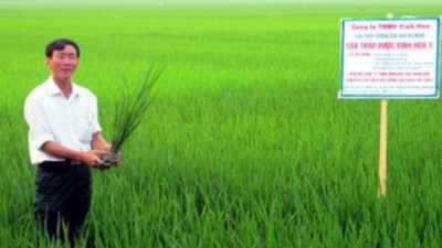 cánh đồng hói sác