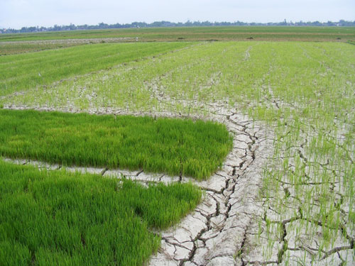 cánh đồng Nghệ An