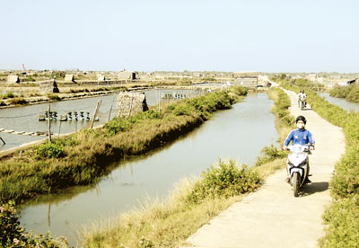 cánh đồng tôm thẻ