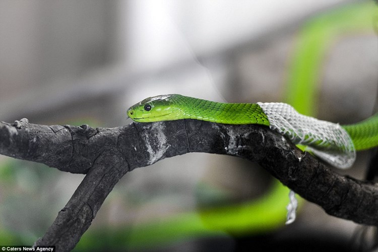 cảnh rắn lột da