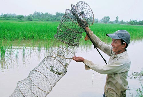 canh tac tom lua