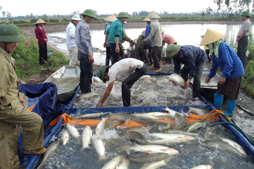 cảnh thu hoạch cá