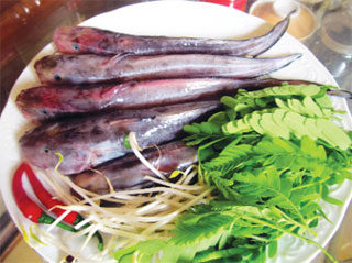 cá ngát, lá me non