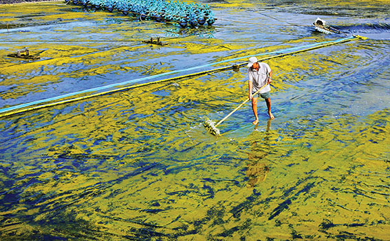 cào đáy nuôi tôm