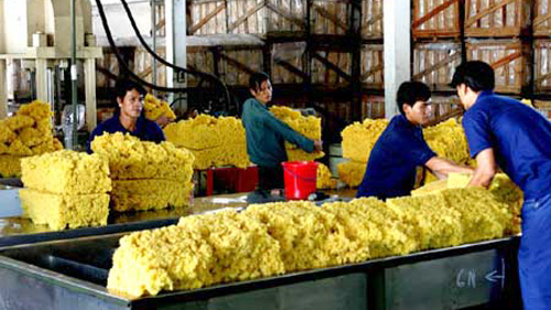 Năm 2012, giá nguyên liệu đầu vào cho sản phẩm từ cao su cũng tăng cao (Ảnh:SGĐT )
