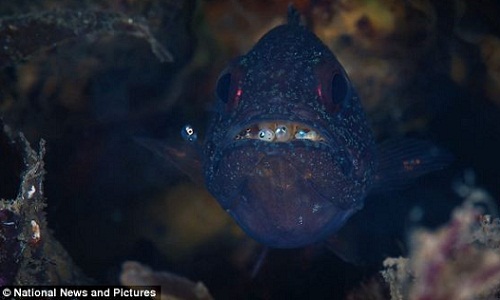 cá đực ấp trứng