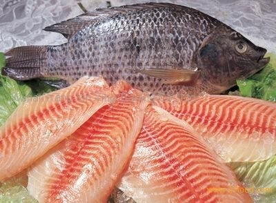 cá rô phi