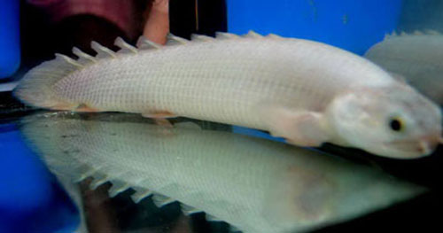 Loài cá rồng (Polypterus senegalus)