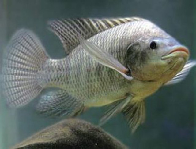 cá rô phi