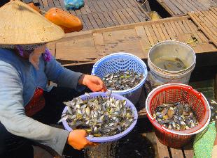 Nông dân Phước Long phát triển mạnh mô hình nuôi cá nước ngọt