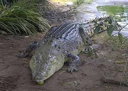 Ảnh minh họa (Nguồn: Internet)