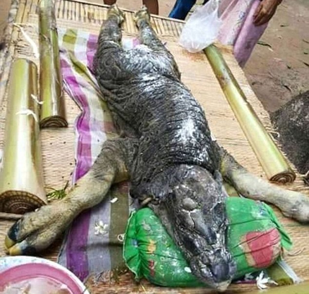 cá sấu