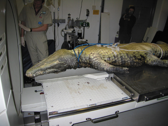 Cá sấu đầu búa chết hàng loạt