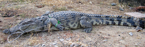 Con cá sấu bị bắt vào ngày 25.10 - Ảnh: Nguyễn Long