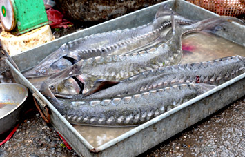 Cá tầm Trung Quốc