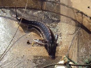 Người nuôi cá tầm ở VN đang “gánh” thiệt hại lớn do nạn nhập lậu cá tầm.