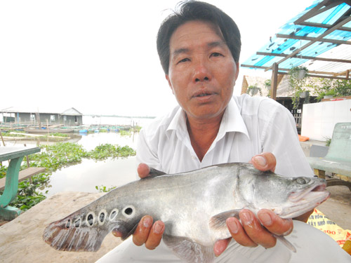 Ông Tuyến giới thiệu cá thác lác cười nuôi bằng thức ăn công nghiệp