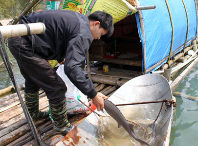 Lạng Sơn: Cá tầm lên núi