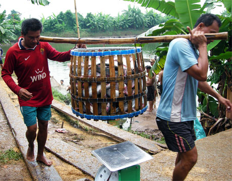 cá tra tiền giang