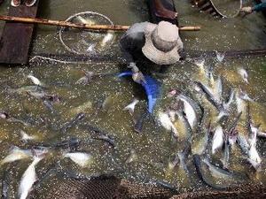 Thu hoạch cá tra. (Ảnh: An Đăng/TTXVN)