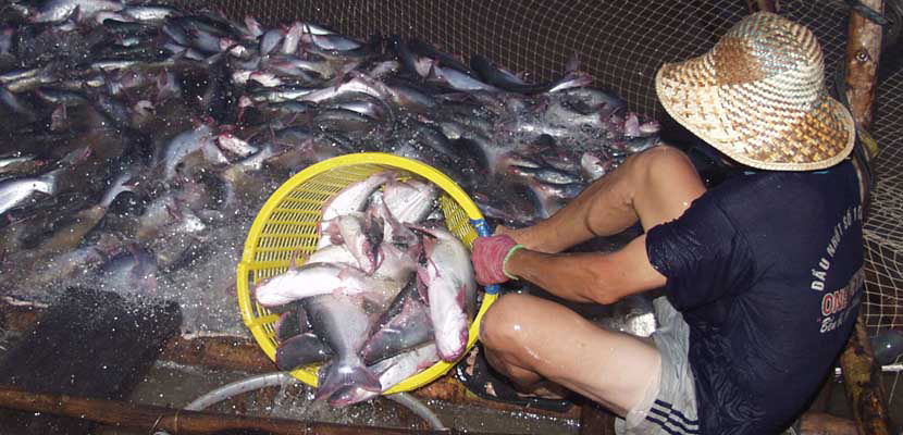 Thu cá tra thương phẩm (Nguồn: Vietstock)