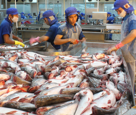 Hoạt động chế biến thủy sản ở nhiều nhà máy tại ĐBSCL đang èo uột vì thiếu vốn.