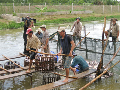 thu hoạch ca tra