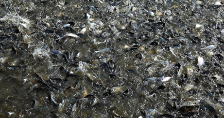 cá tra, vòng gạc ma