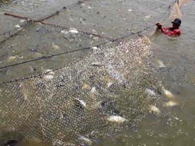 Nuôi cá tra tại Đồng Tháp. (Ảnh: An Đăng/TTXVN)