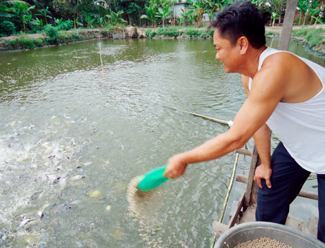 Hậu Giang: Bấp bênh nghề nuôi cá tra