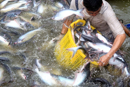 Giá cá tra nguyên liệu tăng