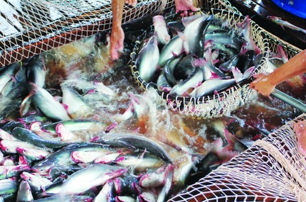 Hiện, mỗi kg cá tra nguyên liệu nông dân phải bù lỗ từ 3.000 - 5.000 đồng - Ảnh: Bảo Ngọc