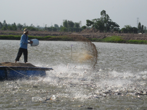 Diện tích nuôi cá tra tăng mạnh ở ĐBSCL nhưng người nuôi cá ngày càng thua lỗ do giá cá giảm - Ảnh: Diệp Đức Minh