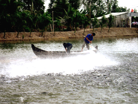 Giá cá tra bấp bênh: Người nuôi chưa thể yên tâm