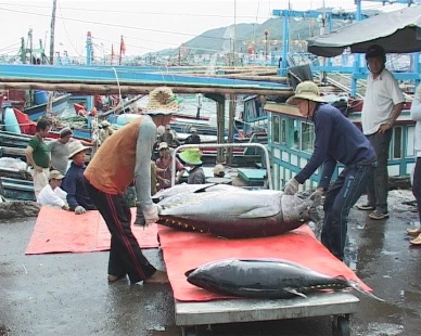 câu cá ngừ bằng đèn